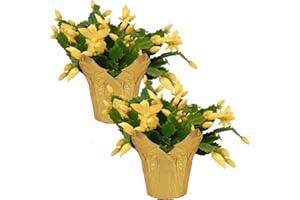 Live Flowering Thanksgiving/Christmas Cactus (Zygocactus) - Yellow (2 Plants Per Pack) - Beautiful Holiday Décor - 5" Tall by
