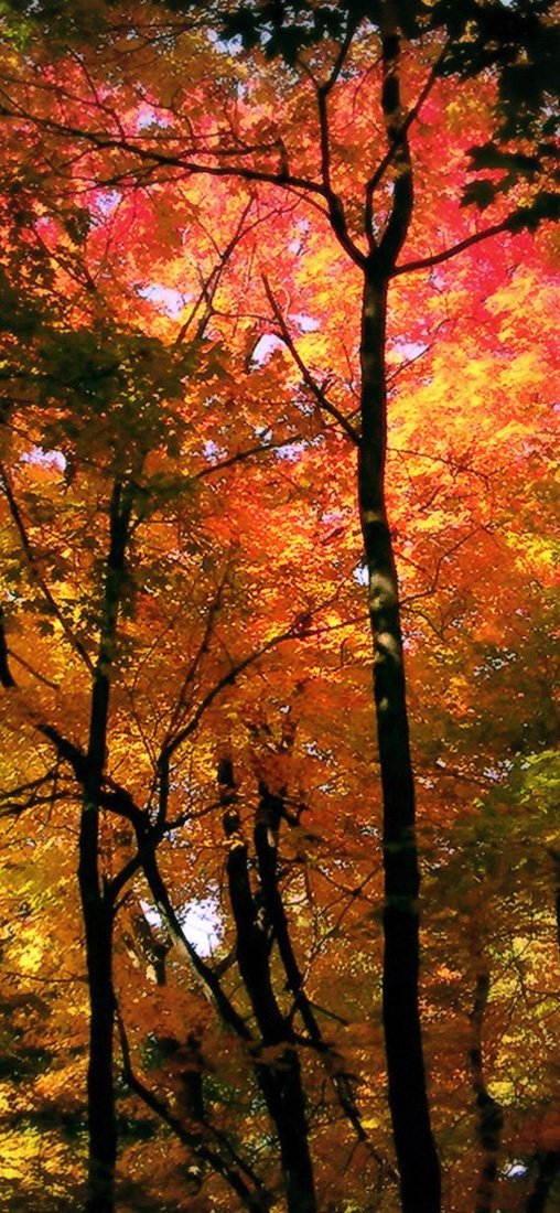 PeelitStickit, Beautiful Nature Wall Murals, ID-1185, vinyl