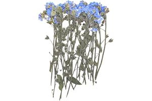 YouthBro 50PCS Blue Forget Me Not Flowers with Stem, Don't Forget Me Real Dried Pressed Nature Flowers for Resin DIY Art Craft