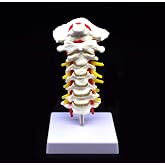 Cervical Vertebra Arteria Spine Spinal Nerves Anatomical Model Anatomy for Science Classroom Study Display Teaching Medical Model