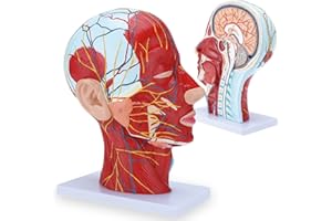 RONTEN Human Half Head Superficial Neurovascular Model with Musculature, Anatomical Head Model for Medical Biology Anatomy Education