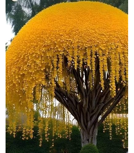 almondtree様 リクエスト 7点 まとめ商品 All-In-One Almond Tree for Sale