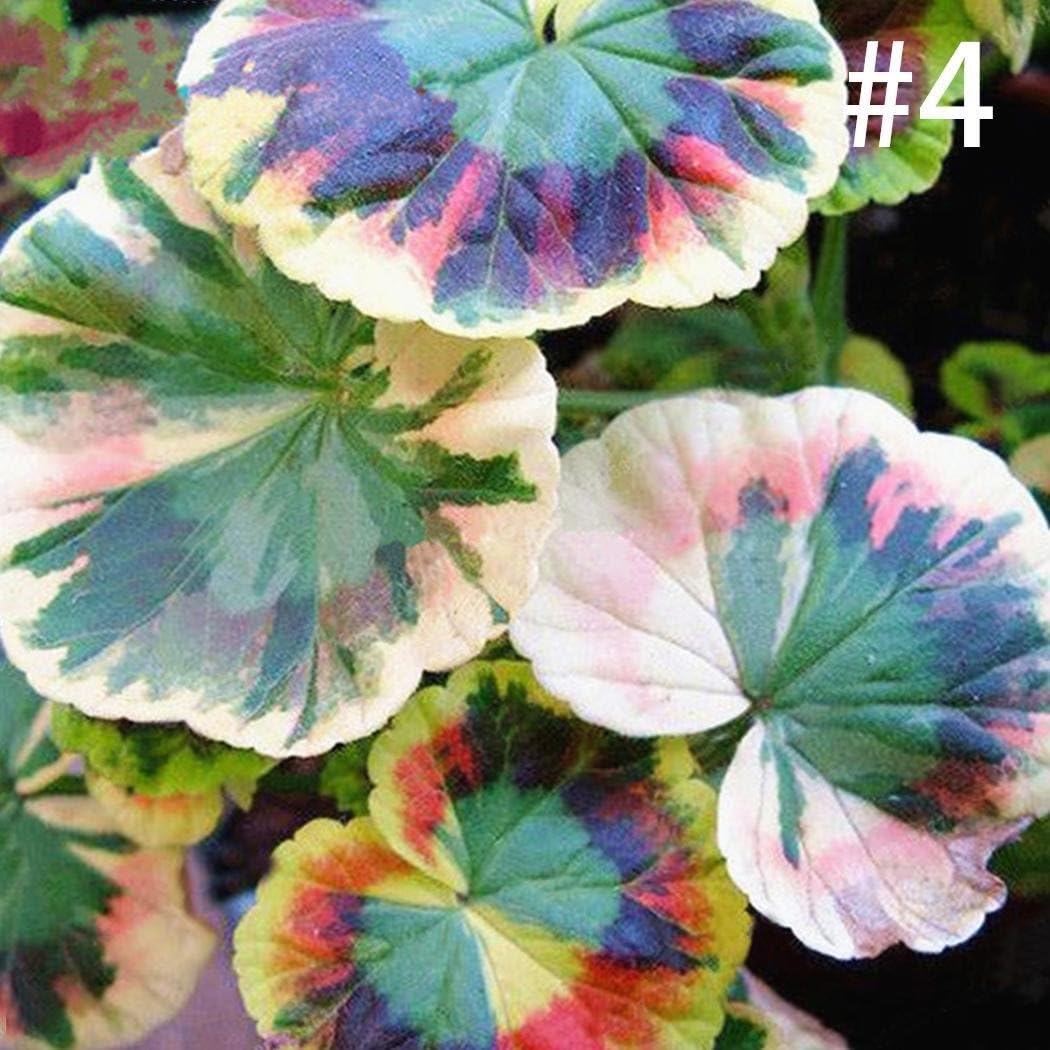 Lindames 100 unids/bolsa Coleus Semillas Bonsai Flor Hoja Plantas ...