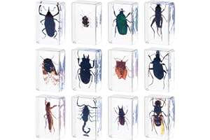 ASENYING 12 Pcs Insect in Resin Specimen Bugs Collection Paperweights Real Bugs in Resin Various Insect Specimen Bug Preserved in Resin Bugs Collection for Kids Scientific Educational Supplies Bugs Display.