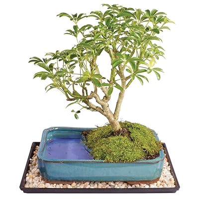 Brussels Live Dwarf Hawaiian Umbrella Indoor Bonsai Panama | Ubuy