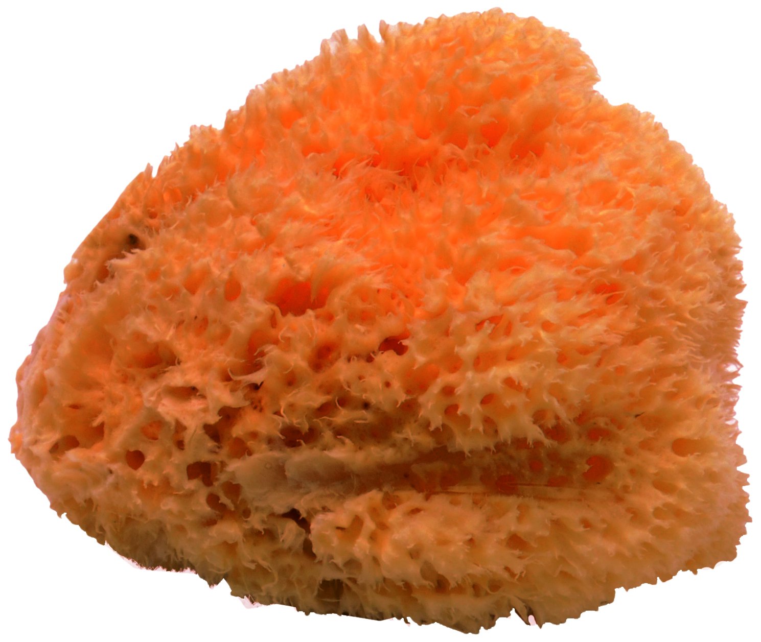 Gerson 20 A Natural Sponge