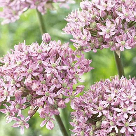 Amazon ハッピーガーデン 中型球根 アリウム ピンクジュエル 3球 Allium Pink Jewel Ornamental Oniono 観葉植物 オンライン通販