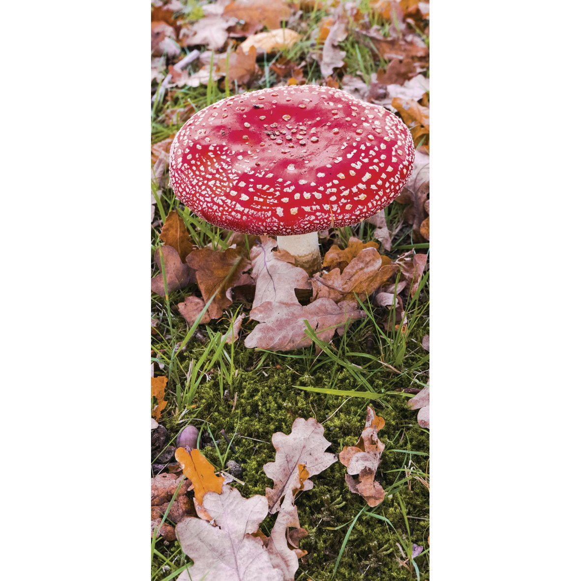 Springboard Early Years Imaginative Play Immersive Backdrop - Fantasy Fairytale