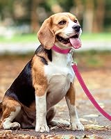 Taglory Dog Leash Small Medium Reflective Padded Handle 2cm x 120cm Hot Pink view 6