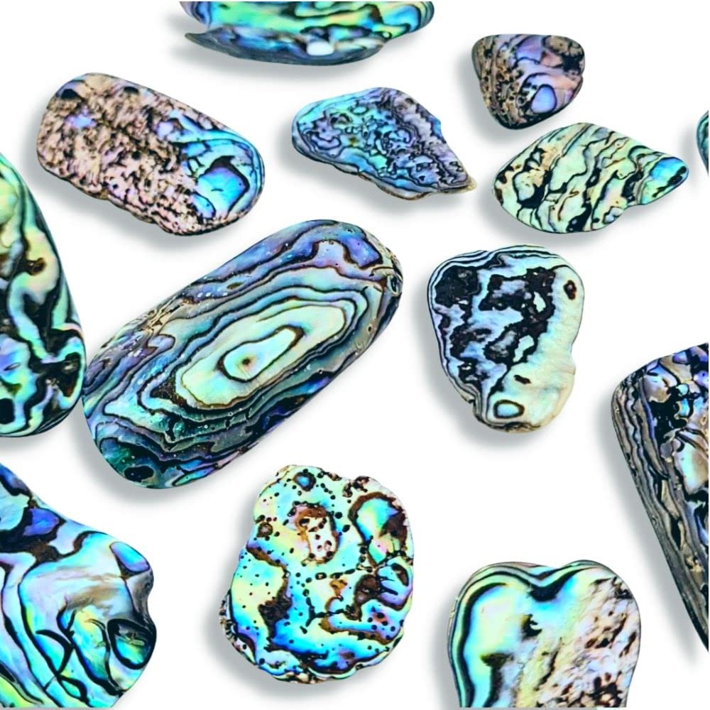 Abalone New Zealand Paua Shell - Natural Polished Tumbled Sea Shell Pieces for Inlay, Decoration, Resin Art, Jewelry, Craft Shell (40g - Approx 20 Pcs - Paua Shell Pieces 2-4 cm)