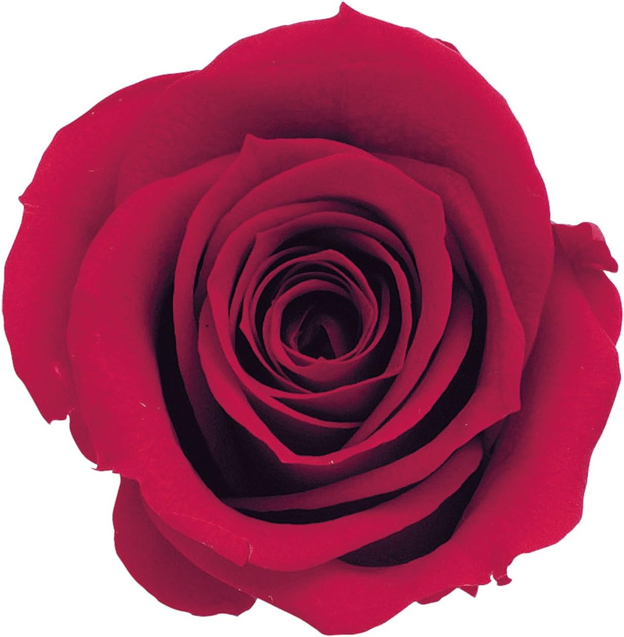 Amazon Co Jp Earth Farms Rose Star Characters Queen Red 9 Ring Home Kitchen