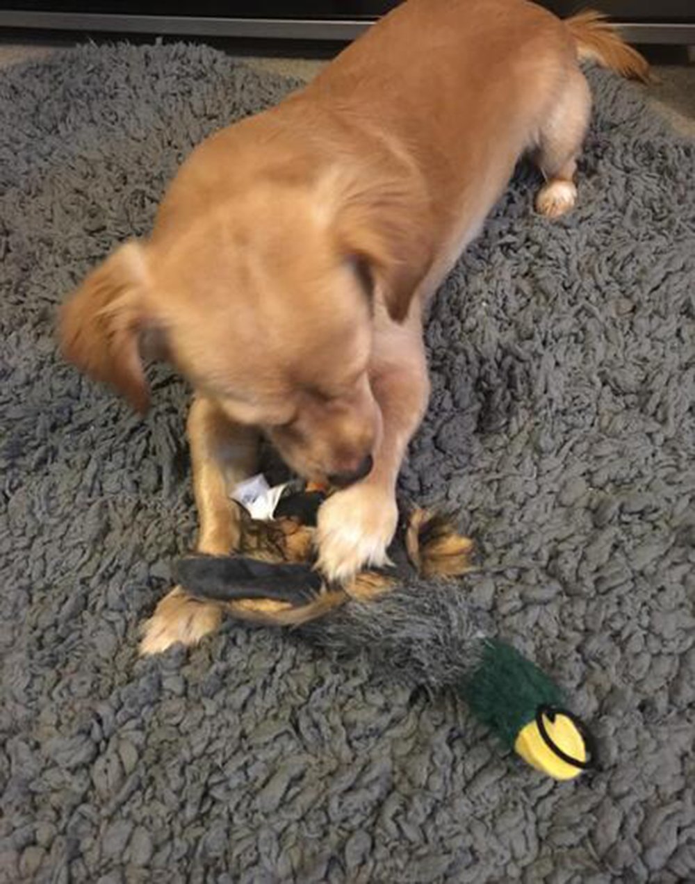 Plush Squeaky Puppy Dog Chew Toy for Tiny Small Chewers, Mallard 8