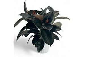 GENERIC Rubber Tree Live House Plant - Large Indoor Air Purifier Plant - Dark Shiny Petals - Indoor Plants Live Houseplants for Room Decor - Elegant Ficus Burgundy Live House Plants