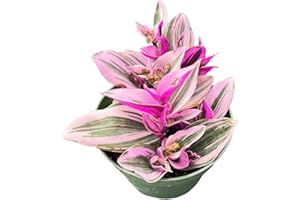 FLESHY FLORA 4" Live Succulent Plants Tradescantia Nanouk, Easy Care Potted Succulents, Indoor Houseplant, Unique Gifts, Home Office Décor