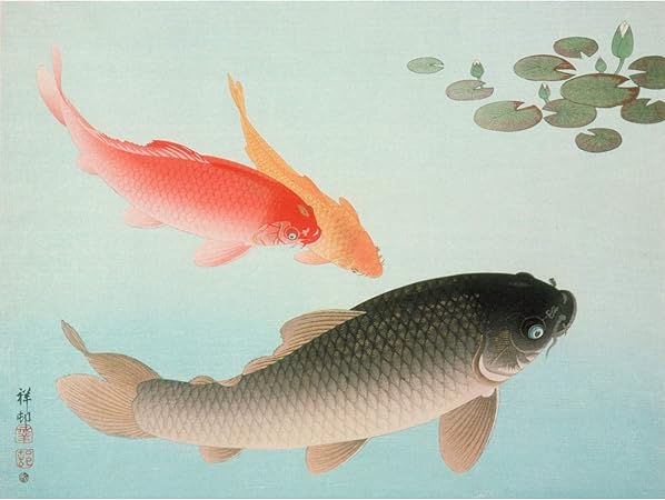 Ohara Common Golden Carp Fish Japan Painting Extra Large Xl Wall Art Poster Print D Or Poisson Japon La Peinture Mur Impression D Affiches Amazon Fr Cuisine Maison