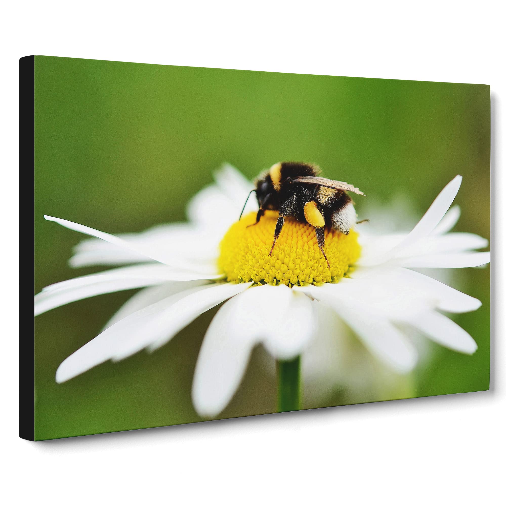 Bumble Bee White Daisy Canvas Print | Gallery Wrapped 30mm Frame Wall Art | 20x14 inches | Ready to Hang | Modern Animals Picture | Living Room Bedroom Lounge Office