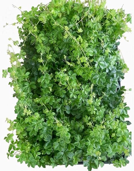 Amazon シッサス シュガーバイン 24ポットセット 3号 観葉植物 苗 セット販売 インテリア グリーン まとめ売り 鉢