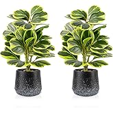 WOHSEROM 2 Pack Realistic Artificial Potted Plants Peperomia Obtusifolia, 11" Small Faux Greenery for Desk, Bathroom, Office, or Home Decor (Evergreen, Maintenance Free)