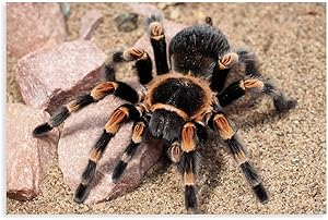 Insect-Tarantula FG14 Canvas Poster Wall Art Decor Print Picture Paintings for Living Room Bedroom Decoration 20×30inch(50×75cm)Unframe-style1
