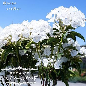 Amazon カルミア 白 スティールウッド根巻き大苗 庭木 低木 Diy 工具 ガーデン
