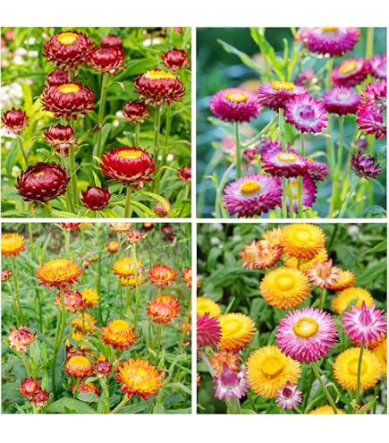 Semillas De Flor De Paja 'Swiss Giant Mix' - 0.75 G, Flores Anuales Para Secar, Ideal Para Jardín