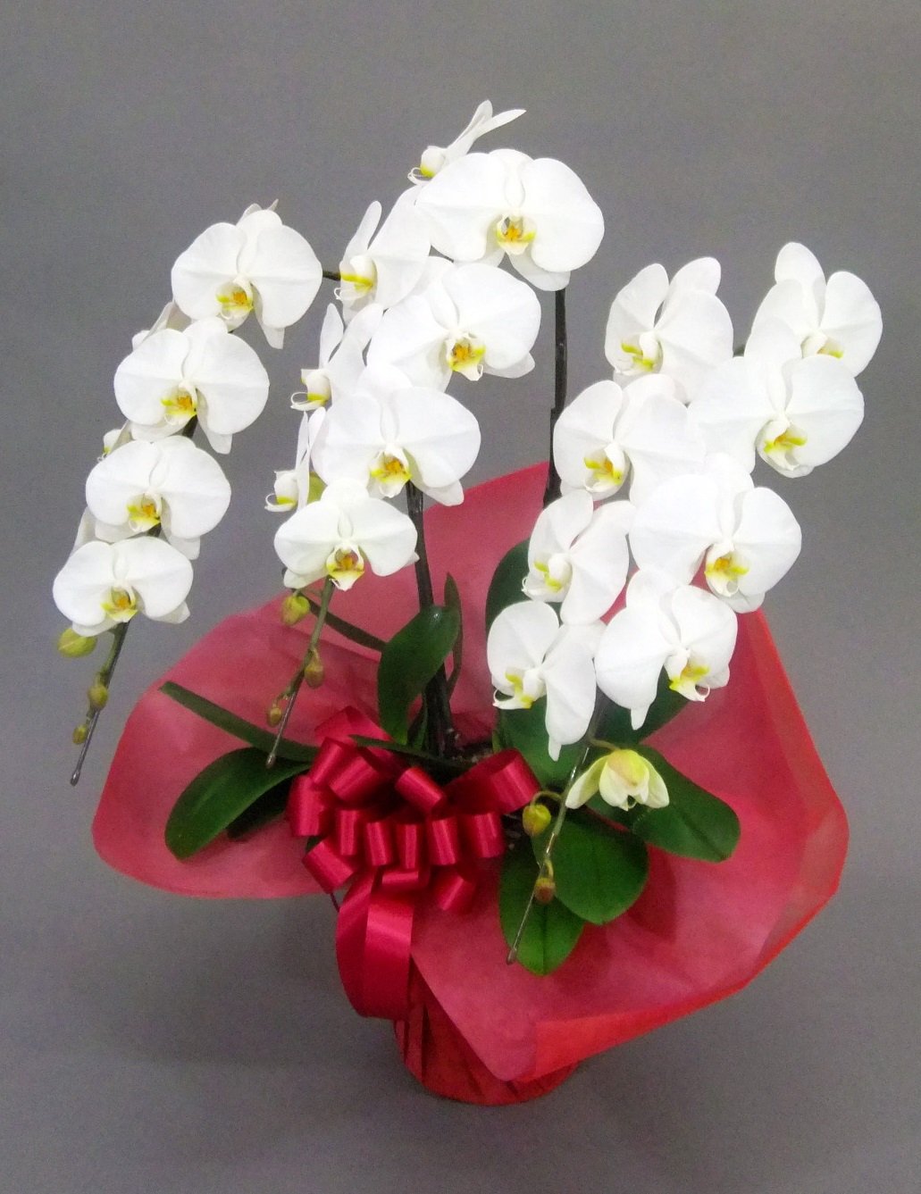 人気が高い ギフトに最適 開店祝い開業祝い 自宅用 大輪胡蝶蘭3本立 30輪以上 ラッピング立札orメッセージカード付き 2l スタンダード 白 お届け日指定可能 B07dn7t3p6 新作モデル 90a3acu P1ai