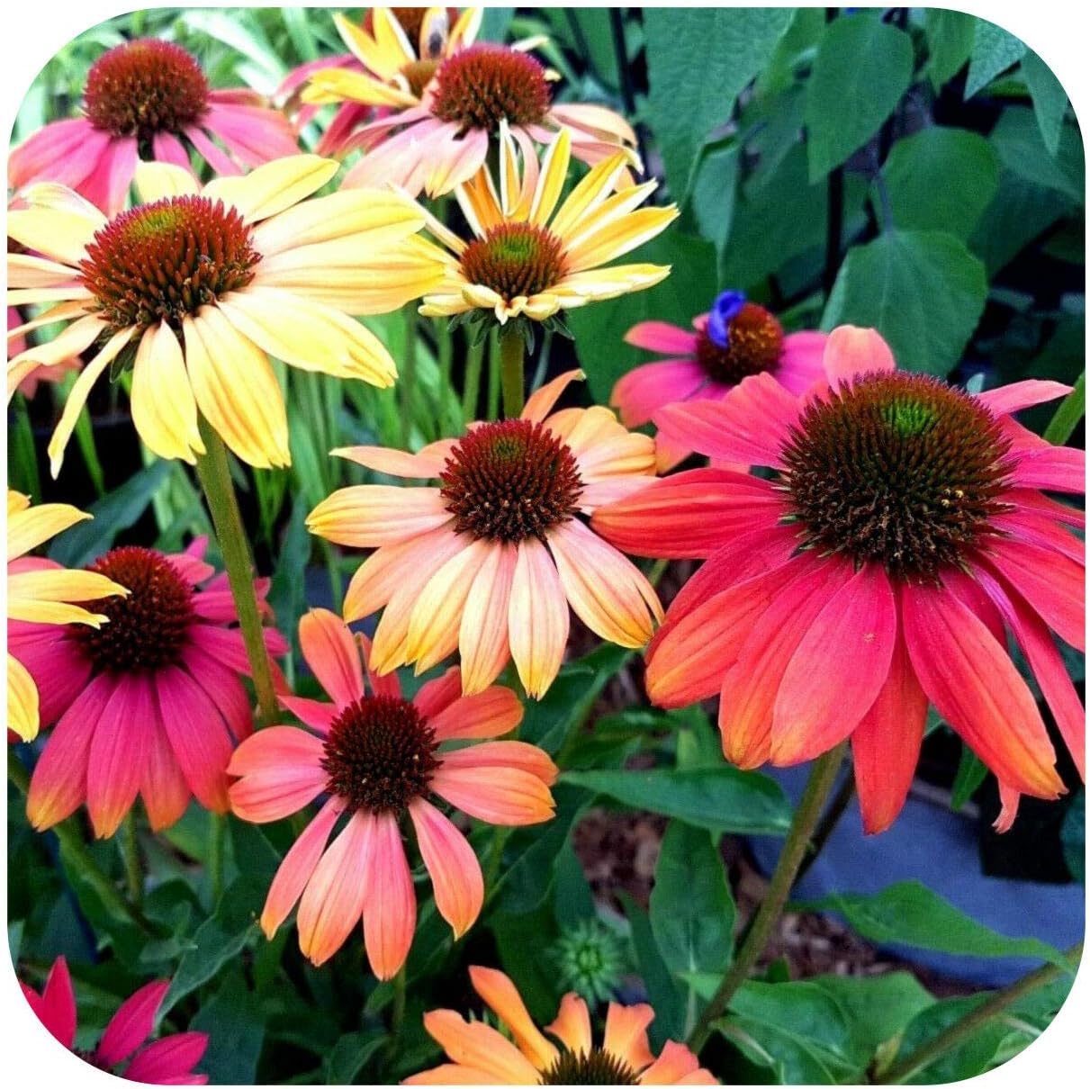 Echinacea �Cheyenne Spirit� X 8 Bare Root Plants Hardy