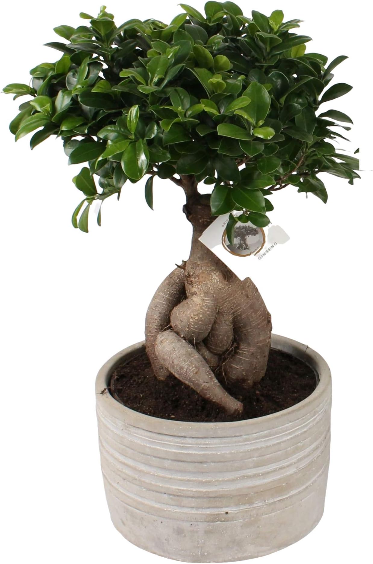 FloraStore - Bonsai Ficus Ginseng in 25cm Concrete Pot Around (Striped) (1x), House Plant