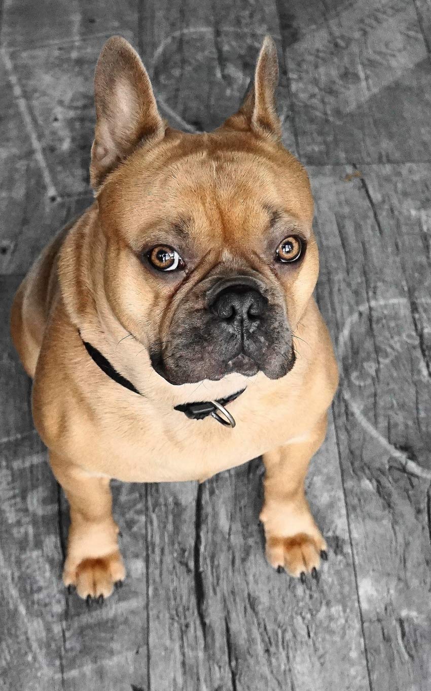 french bulldog and rottweiler