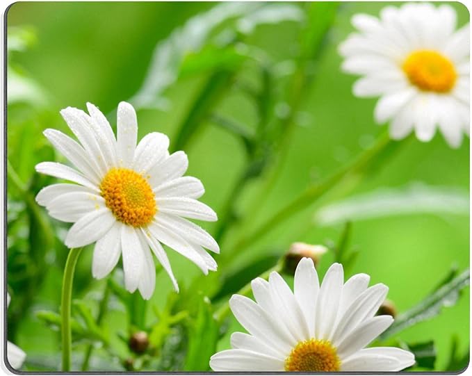 bellis muñecas amazon