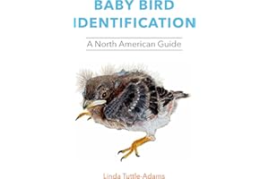Baby Bird Identification: A North American Guide