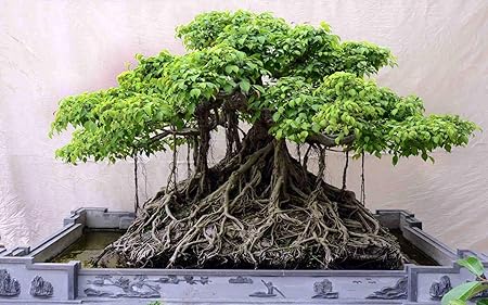 live Beautiful Banyan Bonsai Tree Live plant