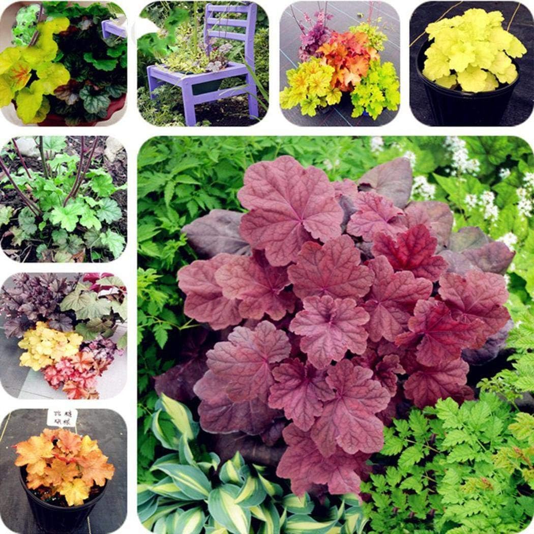 ADOLENB Seeds Heuchera Plant Seeds Amazon.co.uk Kitchen & Home