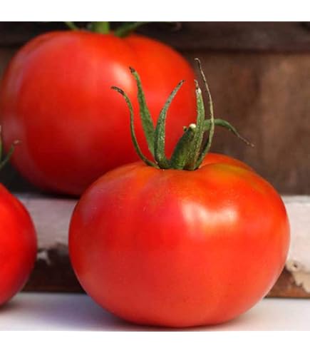Amazon.com : Tomato Garden Seeds - Ace 55 VF - 250 Mg Packet