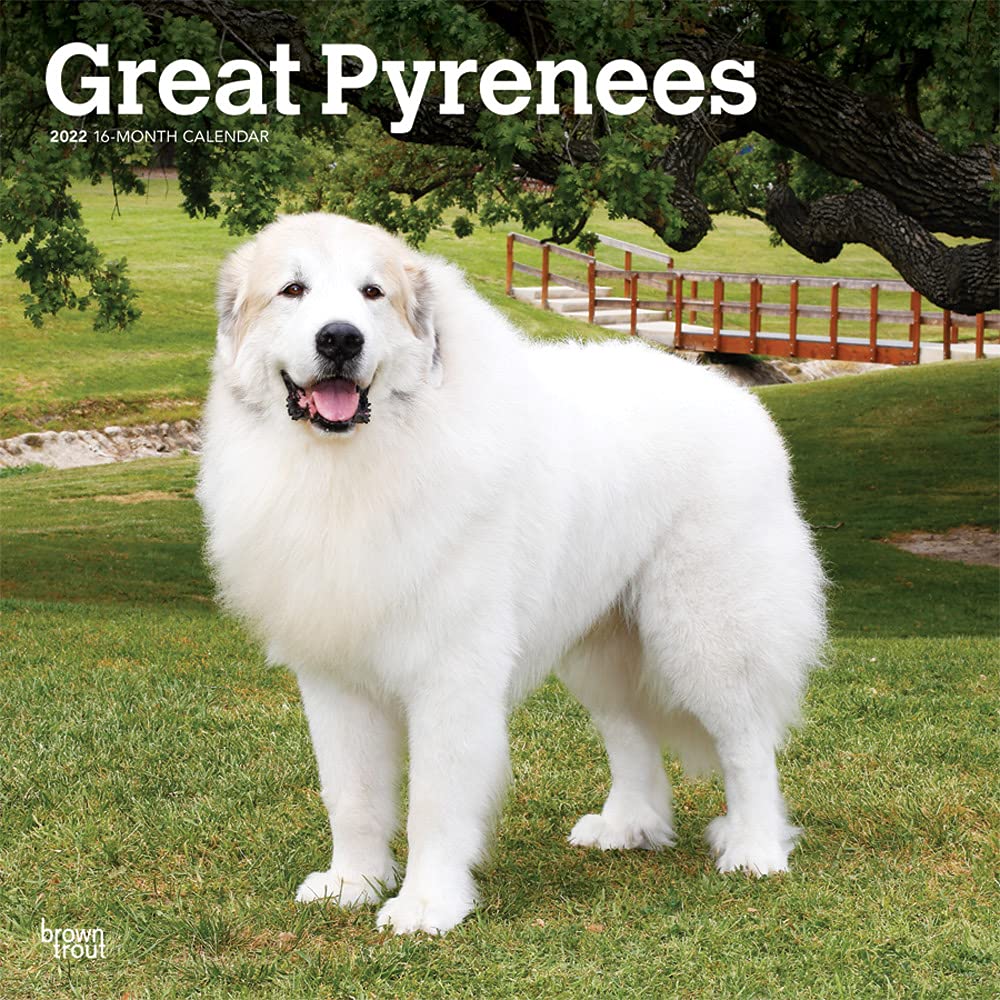 largest great pyrenees