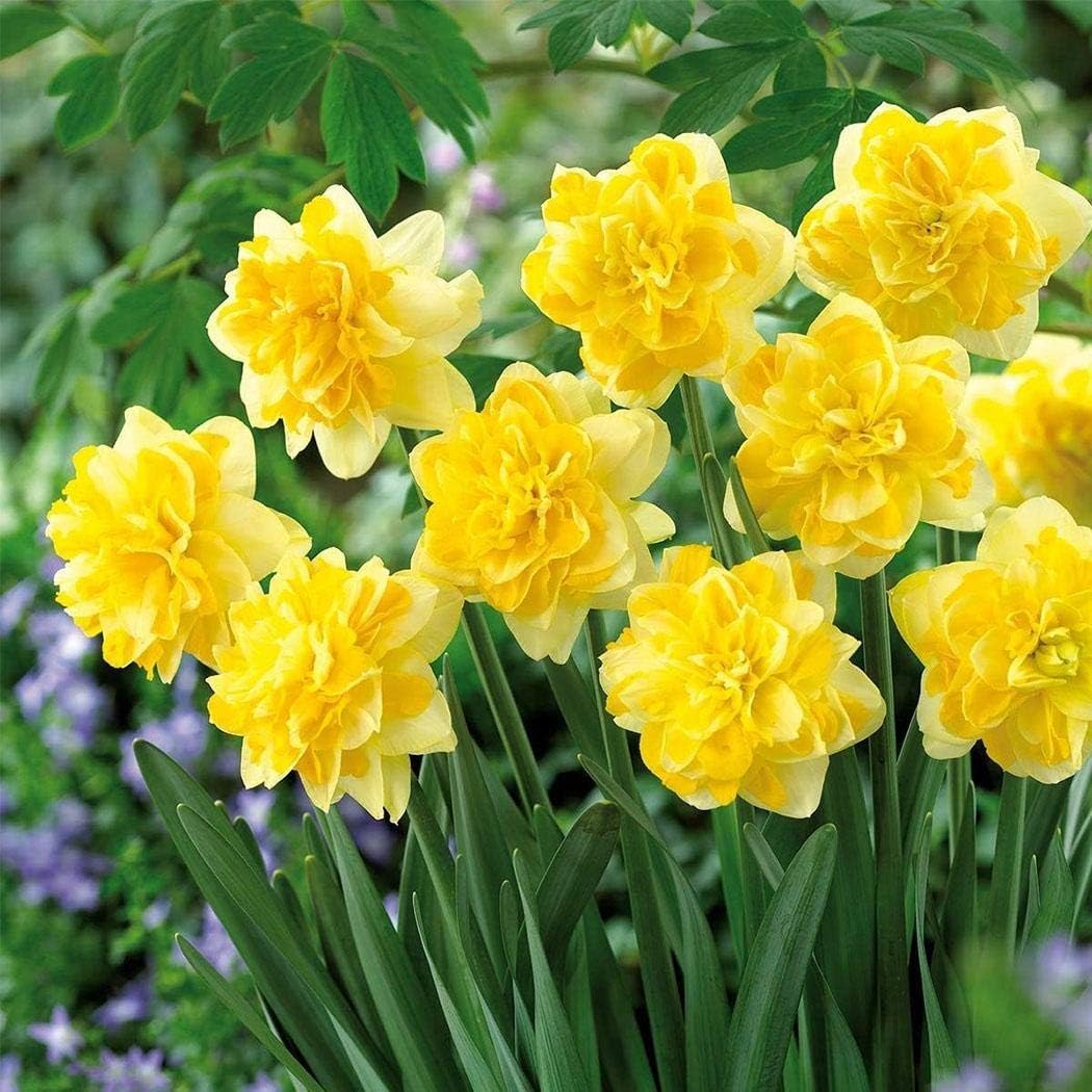 Caiuet Seeds- 100Pcs Rare Daffodils Seeds Multicolored, Perennial Flower Seeds Bells Flowers Seeds Hardy Flower Bulbs for Barkon, Garden