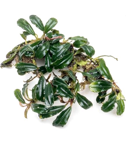 【ルージュ】Bucephalandra sp. Kudangan set Amazon.com: Bucephalandra SP. Wavy Green - Rare Live Aquatic