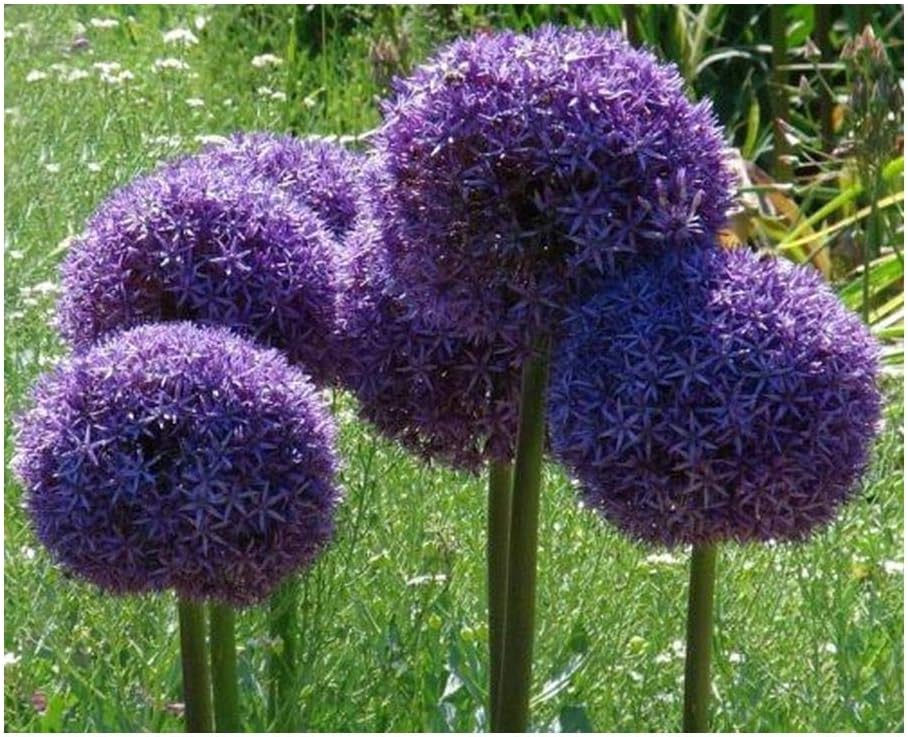 Allium giganteum Ail d ornement géant 15 graines Amazon.fr Jardin — free download