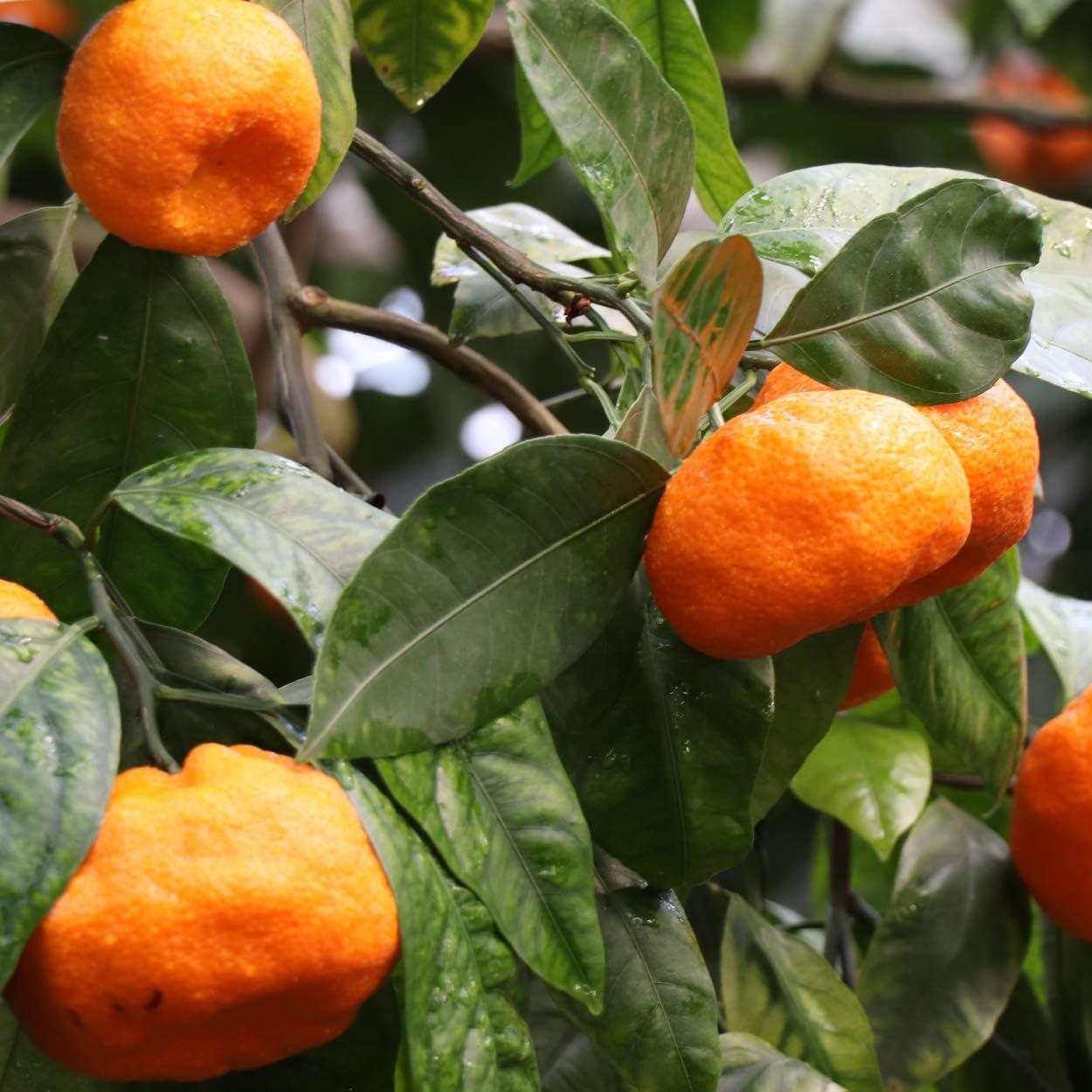 Nature's Answer Liquid Vitamin B-Complex Supports Healthy Energy Levels | Promotes Healthy Nerve Function | All-Natural Tangerine Flavor | Gluten-Free & Benzoate-Free 16oz: Health & Personal Care