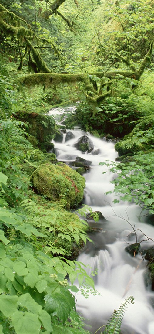 PeelitStickit, Beautiful Nature Wall Murals, ID-1145, vinyl