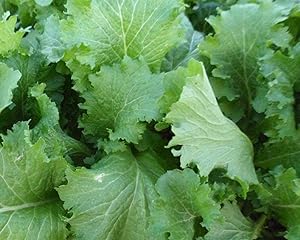 David's Garden Seeds Mustard Greens Green Wave 5677 (Green) 200 Non-GMO, Heirloom Seeds