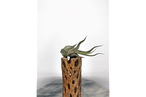 Head of Medusa (Tillandsia Caput Medusae) (Small)