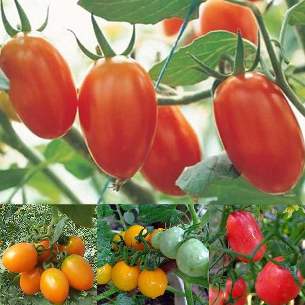 Amazon Com Qike Tiny Tim Tomato Seeds Patio Tomato Dwarf