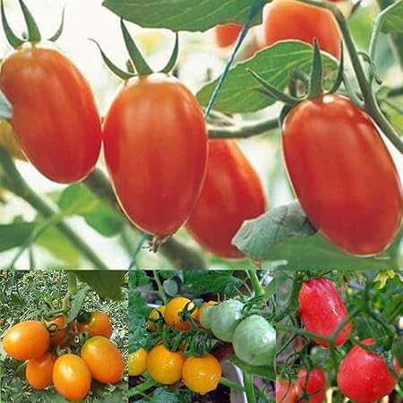 Amazon Com Qike Tiny Tim Tomato Seeds Patio Tomato Dwarf