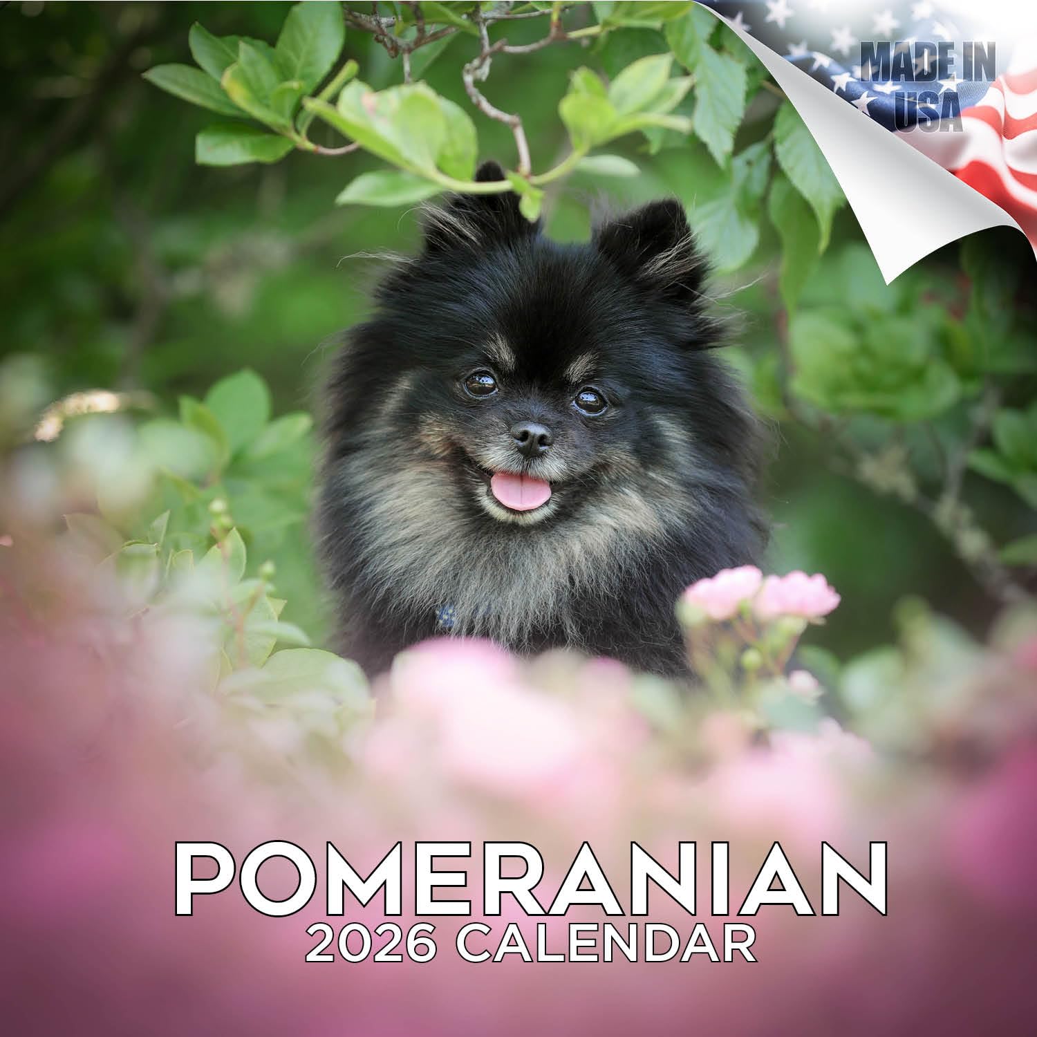 Pomeranian Calendar 2026 – 16-Month Dog Breed Wall Calendar by MegaCalendars – Large Daily Blocks, Thick No-Bleed Paper, Made in USA