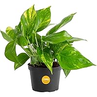 Costa Farms Golden Pothos Live Plant, Easy Care Indoor House Plant in Grower's Pot, Potting Soil, Great for Outdoor Hanging P