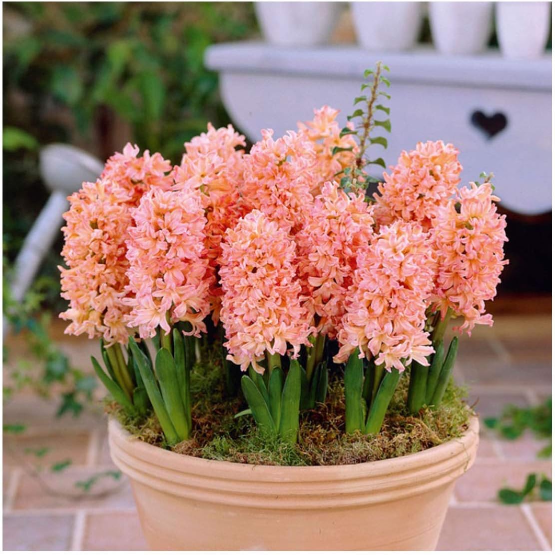 Shop Meeko GARTHWAITE Nurseries : - 3 Prred Indoor Seeds Gypsy Queen Salmon/Orange/Highly Fragrant Size 17/18 Large SEEDsplant