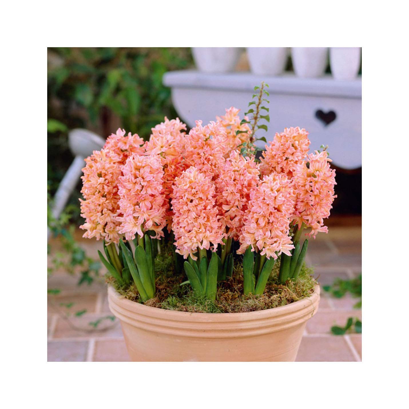 Shop Meeko GARTHWAITE Nurseries : - 3 Prred Indoor Seeds Gypsy Queen Salmon/Orange/Highly Fragrant Size 17/18 Large SEEDsplant