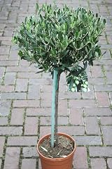 Olea Europaea Olive Grove Half Standard Established Plant Approx 100 cm view 2