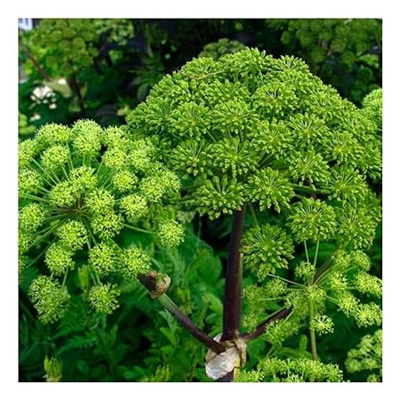 Arznei-Engelwurz – Echter Engelwurz – Angelica archangelica – Gewürz- und Arzneipflanze – 150 Samen